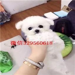 徐州爆料比熊事件最新,宠物悲剧引发社会关注与反思  第1张